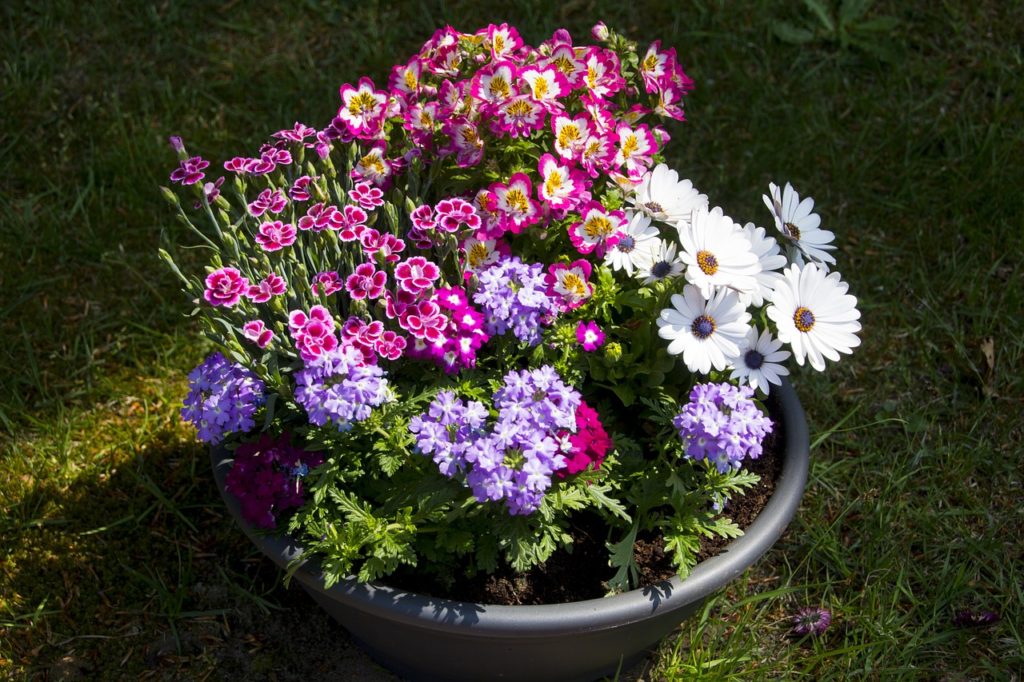 flower, pot, decoration