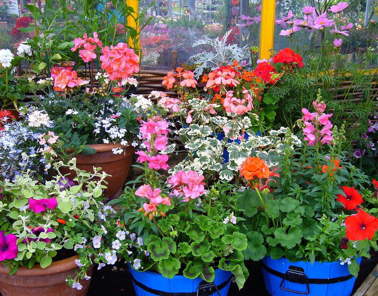 flowering pot plants, plant display, pot