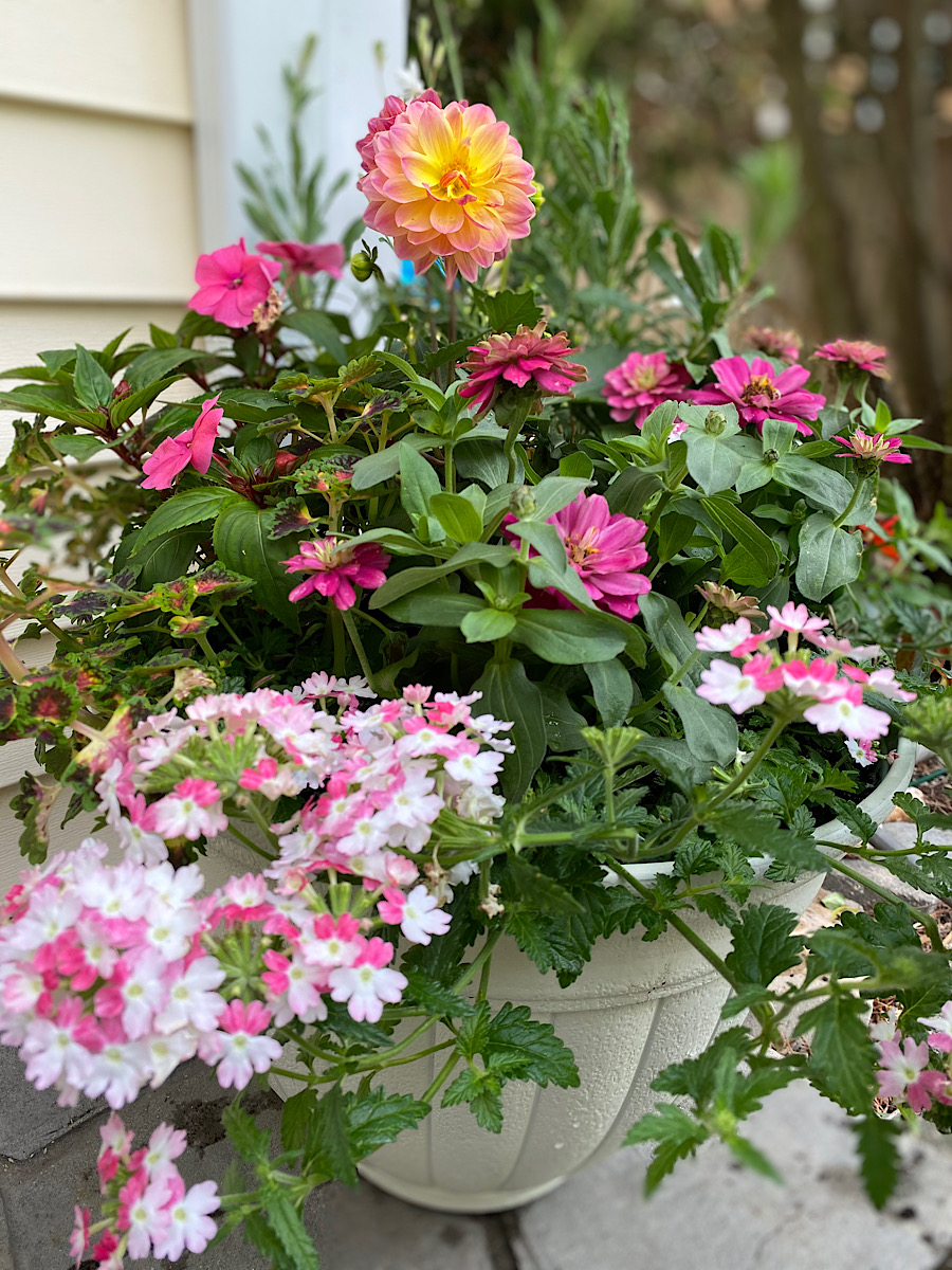 flowering pot plants, plant display, pot