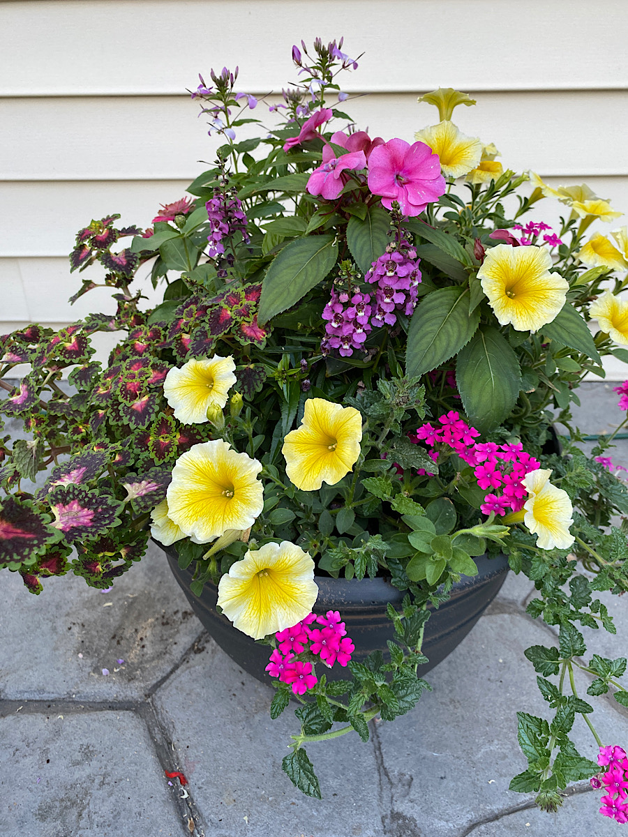 flowering pot plants, plant display, pot